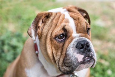 Genç İngilizce bulldog portre