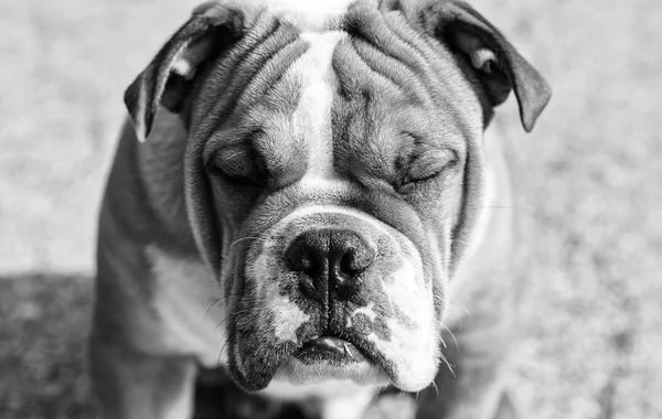 Englische Bulldogge Portrait in schwarz und weiß — Stockfoto