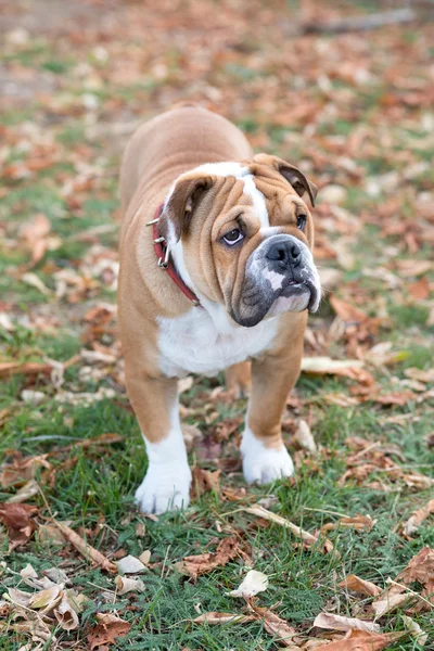 Engels bulldog buiten — Stockfoto