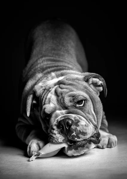 黒と白で遊び心のある英語ブルドッグ子犬 — ストック写真
