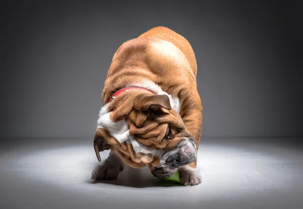 Brincalhão Inglês bulldog filhote — Fotografia de Stock