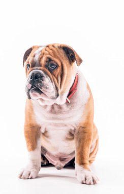 İngilizce bulldog portre üzerinde beyaz