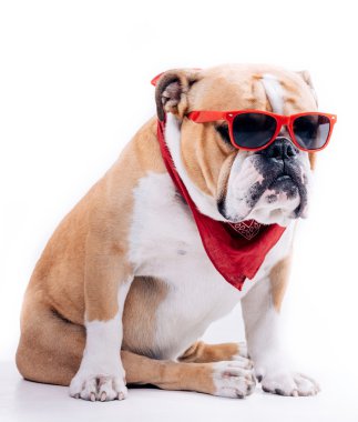 Serin İngilizce bulldog