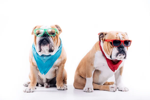 Cool English bulldogs — Stock fotografie