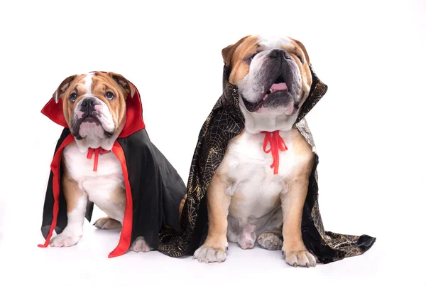 Bulldogs ingleses como vampiros — Foto de Stock