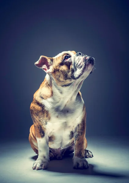 Kis angol bulldog pózol — Stock Fotó