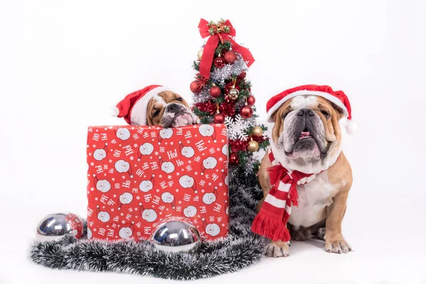 Christmas concept with bulldogs — Stock Photo, Image