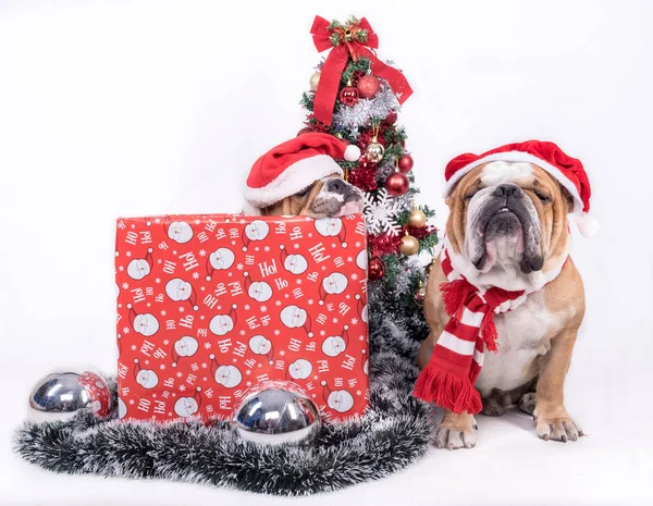 Sleeepy bulldogs with Christmas tree