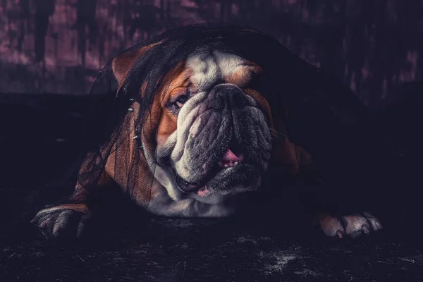 Bulldog inglés posando —  Fotos de Stock