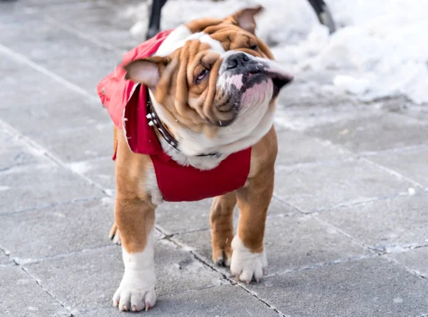 Hravý English bulldogs venkovní — Stock fotografie