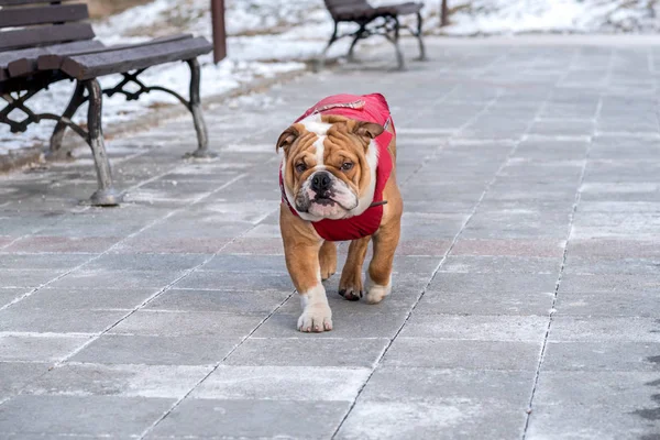 Bulldog inglés en el parque —  Fotos de Stock