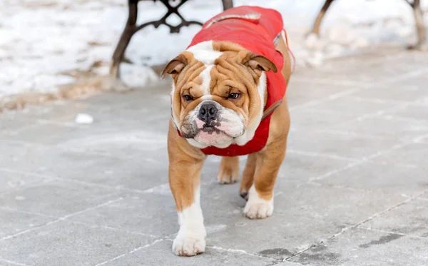 Perro caminando al aire libre — Foto de Stock