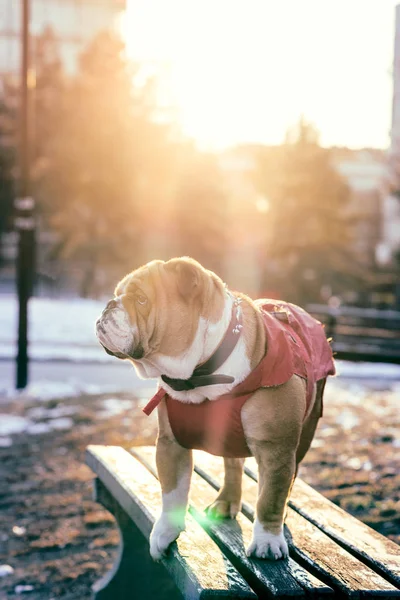 Retrato de bulldog inglês bonito — Fotografia de Stock