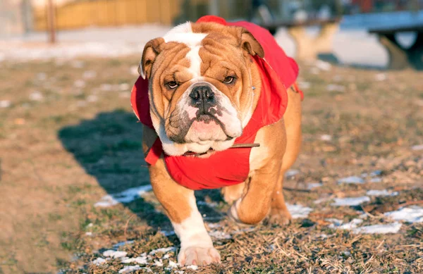 Cucciolo di bulldog inglese nel parco — Foto Stock