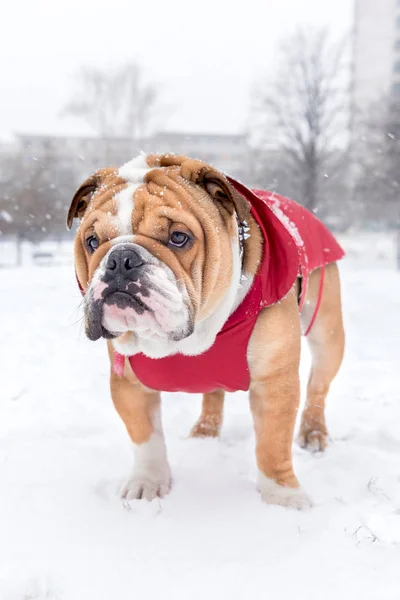 Bulldog en sneeuw — Stockfoto