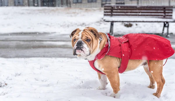 Neve e cão — Fotografia de Stock