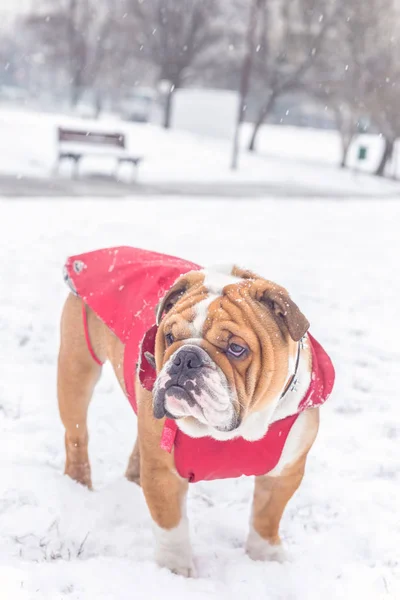 Bulldog in de sneeuw — Stockfoto