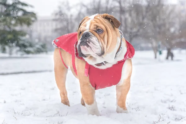 Lilla bulldog utomhus — Stockfoto