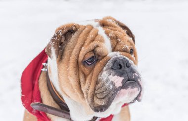 Köpek yavrusu kış portresi