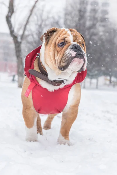 Hond op de sneeuw — Stockfoto