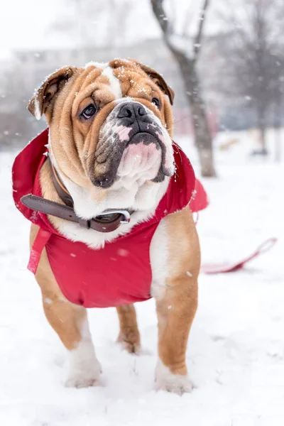 Spelen in de sneeuw — Stockfoto