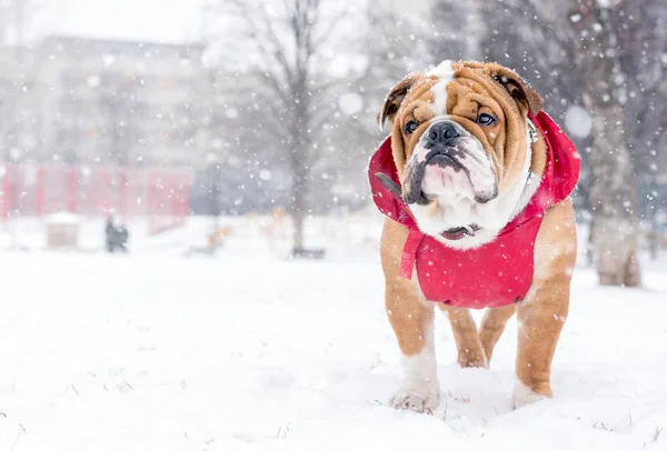 Cane e neve — Foto Stock