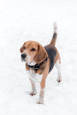 Yetişkin erkek beagle açık