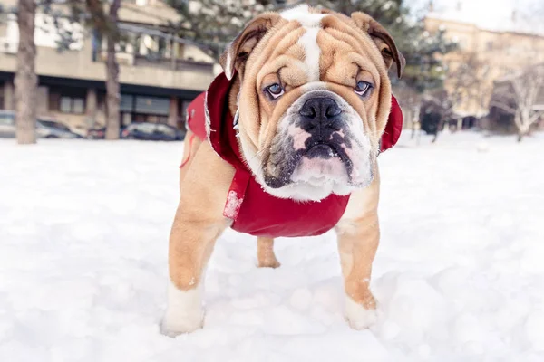 Inglês bulldog ao ar livre — Fotografia de Stock