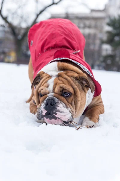 Bawić się w śniegu — Zdjęcie stockowe