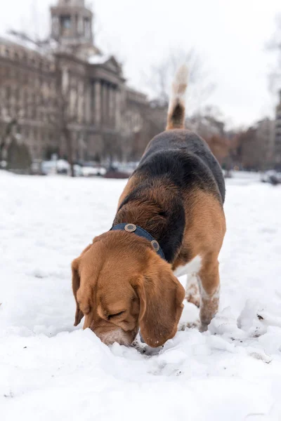 Beagle adulto comendo a neve — Fotografia de Stock