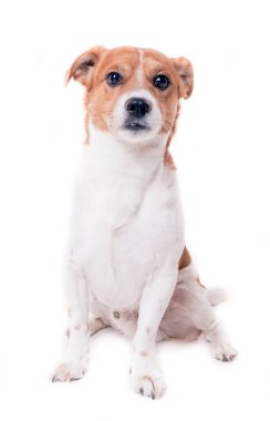 Jack russell terrier yavru oturan