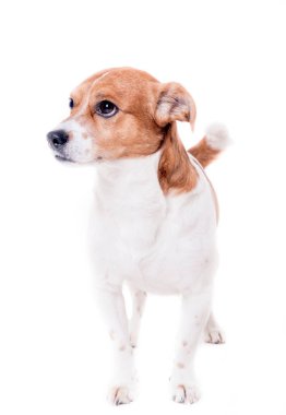 İzole Jack russell terrier yavru
