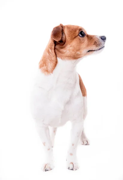Jack Russell terrier cachorro — Foto de Stock