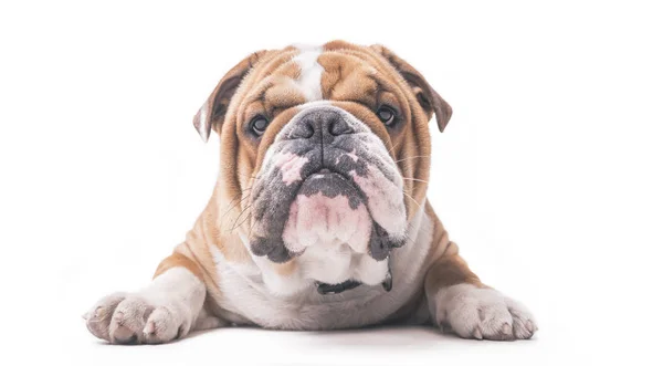 Engels bulldog pup — Stockfoto