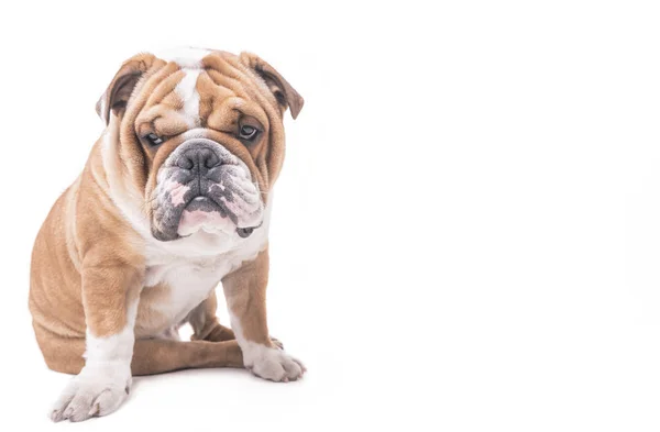 Preocupado bulldog inglés — Foto de Stock