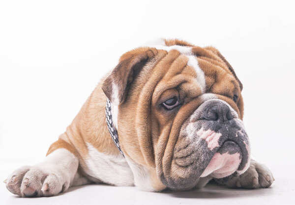English bulldog isolated