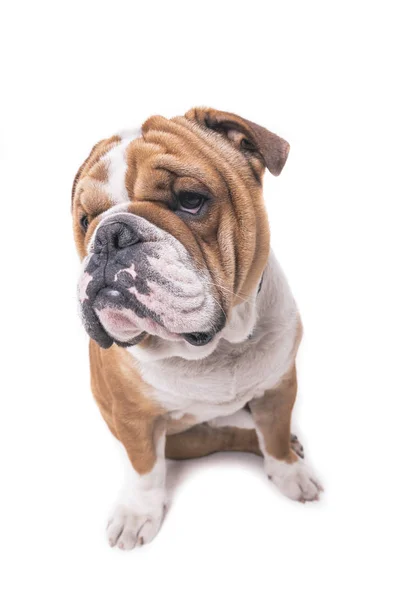 Cute English bulldog — Stock Photo, Image