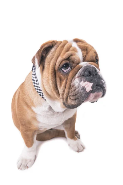 Sad English bulldog — Stock Photo, Image