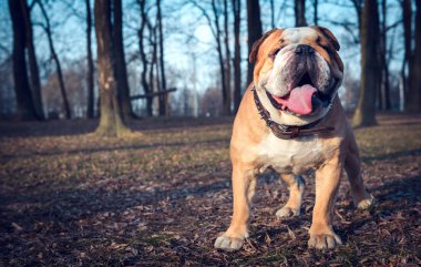 Mutlu İngilizce bulldog açık