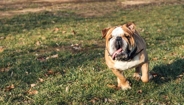 Nagy angol bulldog — Stock Fotó