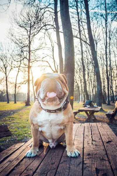 Portret van Engels Bulldog — Stockfoto