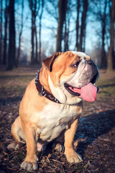 Engelse bulldog poseren — Stockfoto