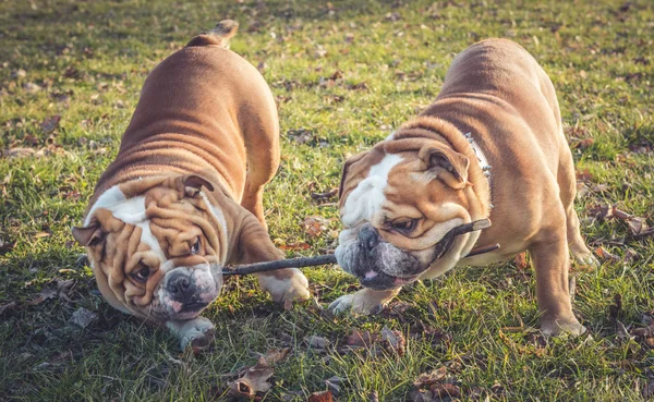 Bulldogs jugando con palos —  Fotos de Stock