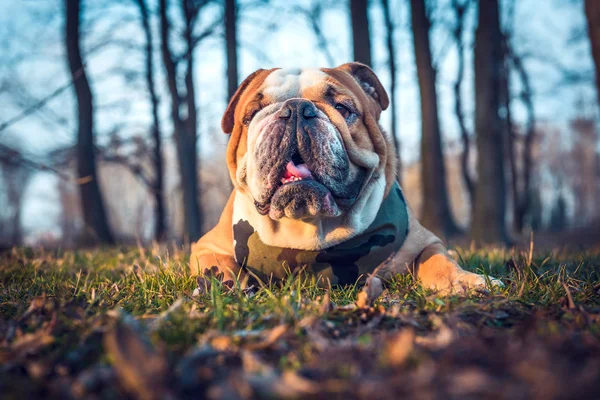 Engels bulldog poseren buiten — Stockfoto