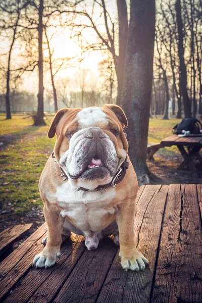 Nagy bulldog a padon — Stock Fotó