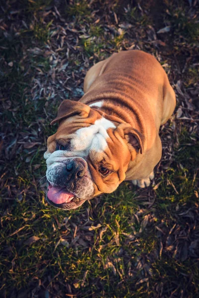 Engels bulldog portret — Stockfoto