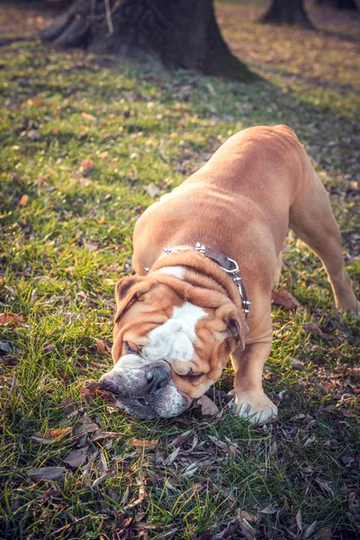 英国斗牛犬在树林里 — 图库照片