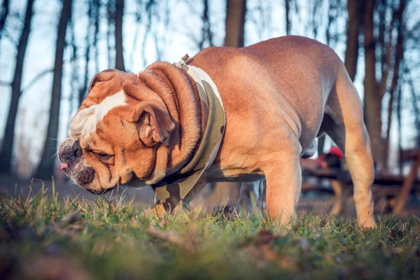 顽皮的英国斗牛犬 — 图库照片