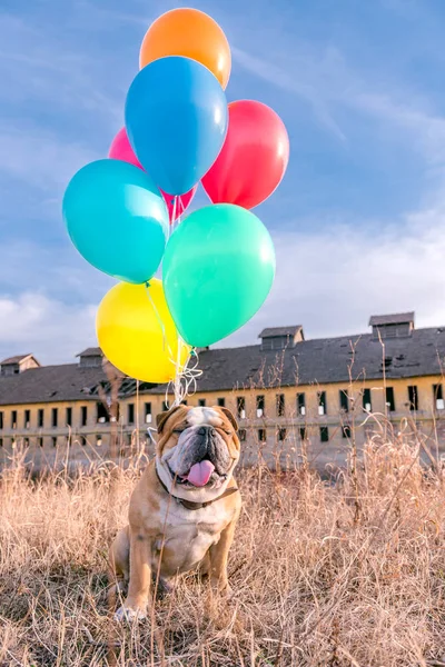 風船で幸せな犬 — ストック写真
