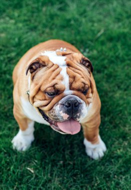 sevimli İngiliz bulldog
